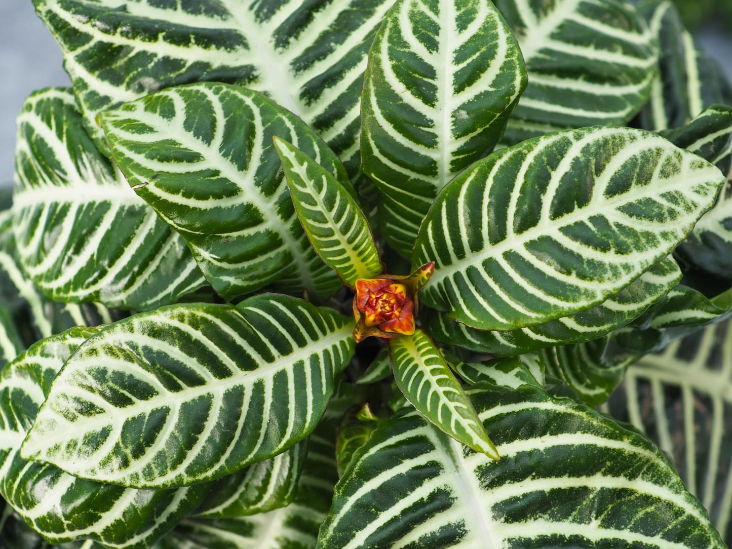 Aphelandra Squarrosa Dania - View 11 from www redcrocus com