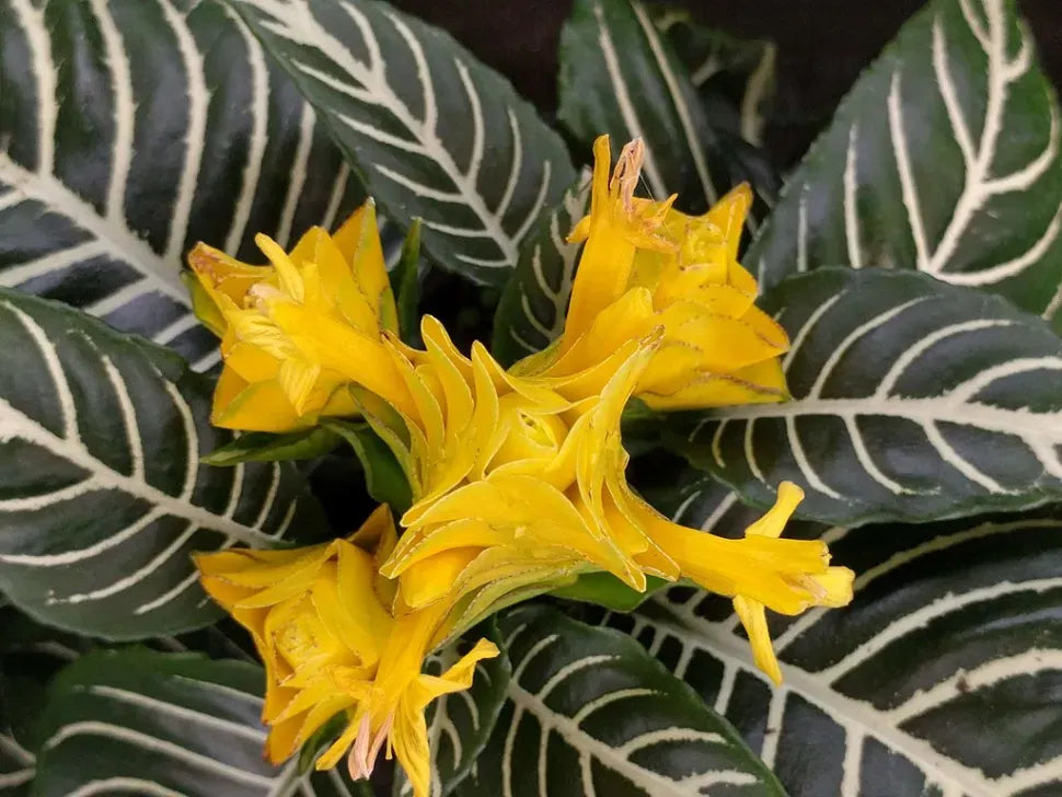 Aphelandra Squarrosa Dania - View 12 from www redcrocus com