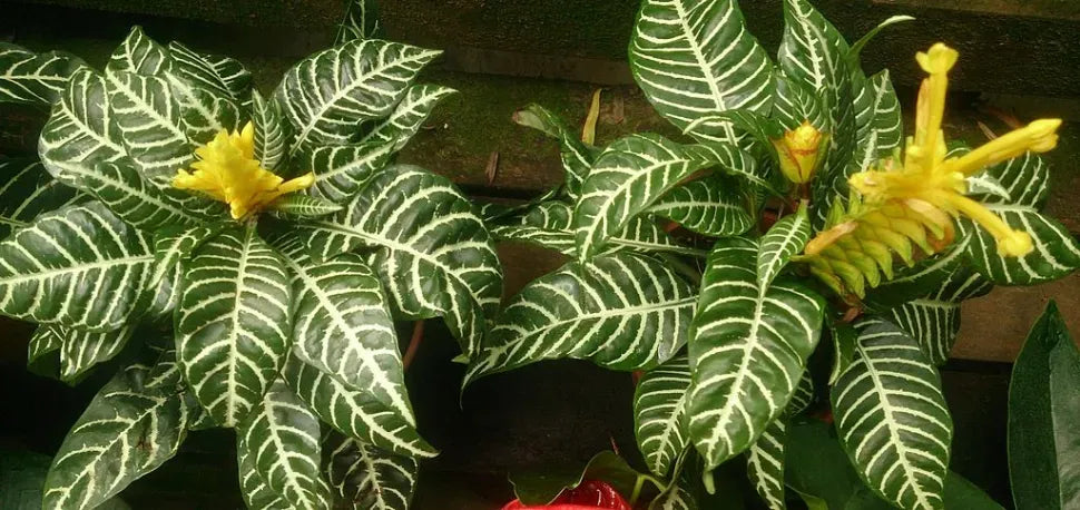 Aphelandra Squarrosa Dania - View 13 from www redcrocus com