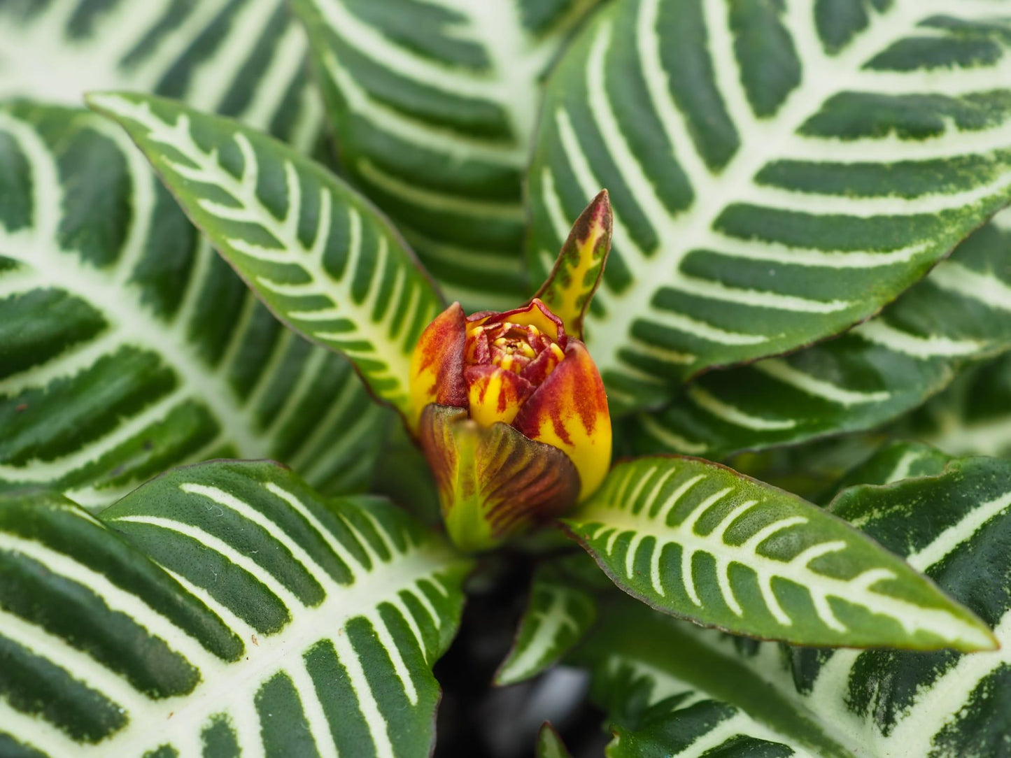 Aphelandra Squarrosa Dania - View 14 from www redcrocus com