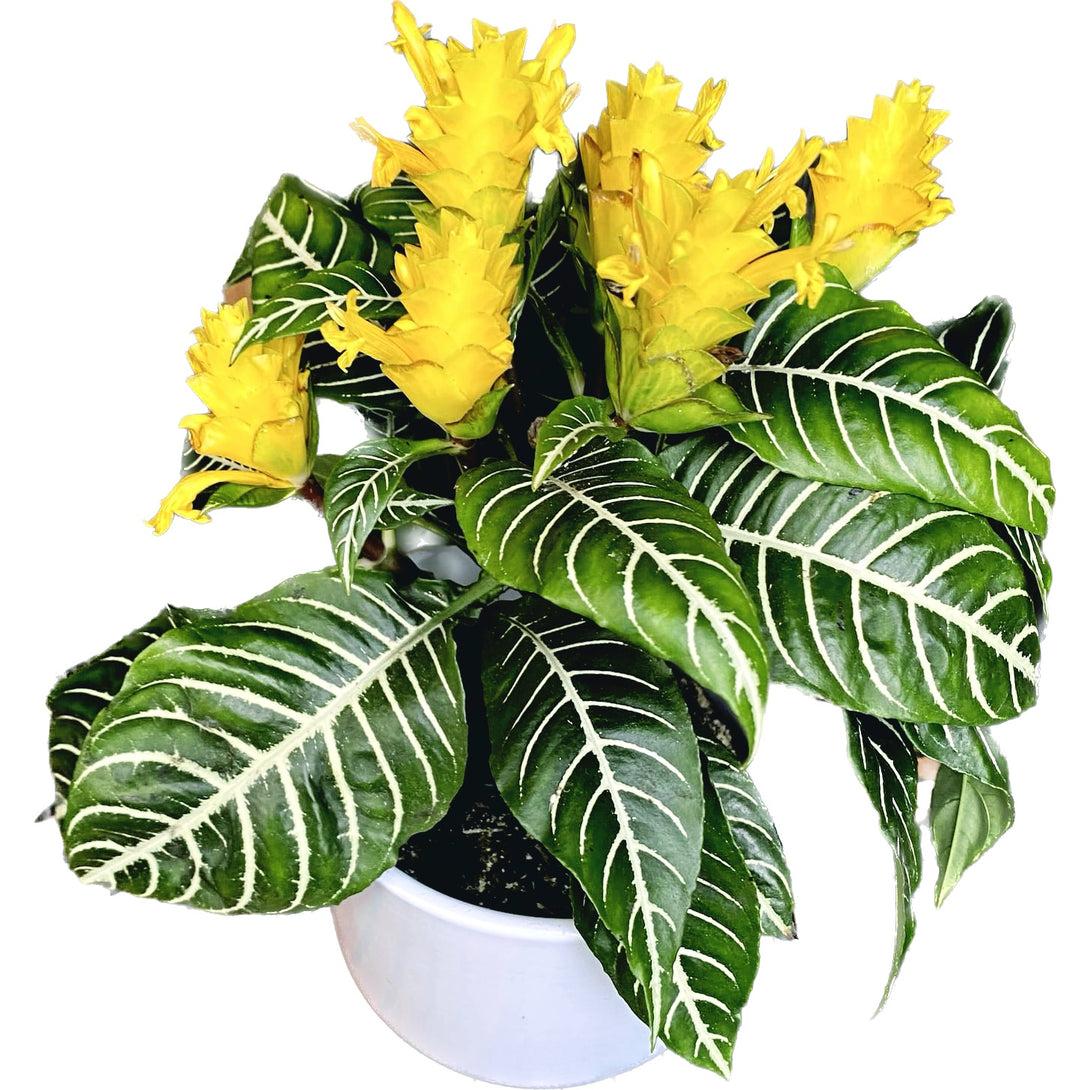 Aphelandra Squarrosa Dania - View 15 from www redcrocus com