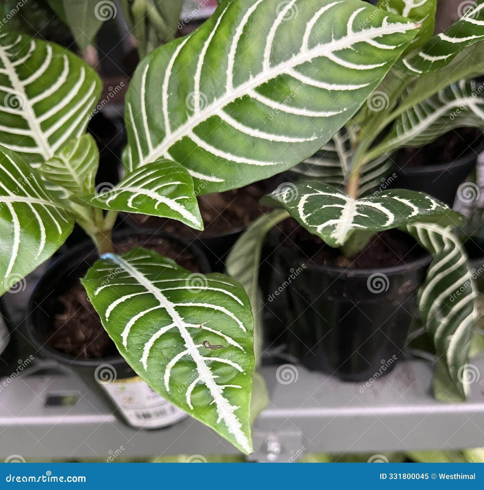 Aphelandra Squarrosa Dania - View 16 from www redcrocus com