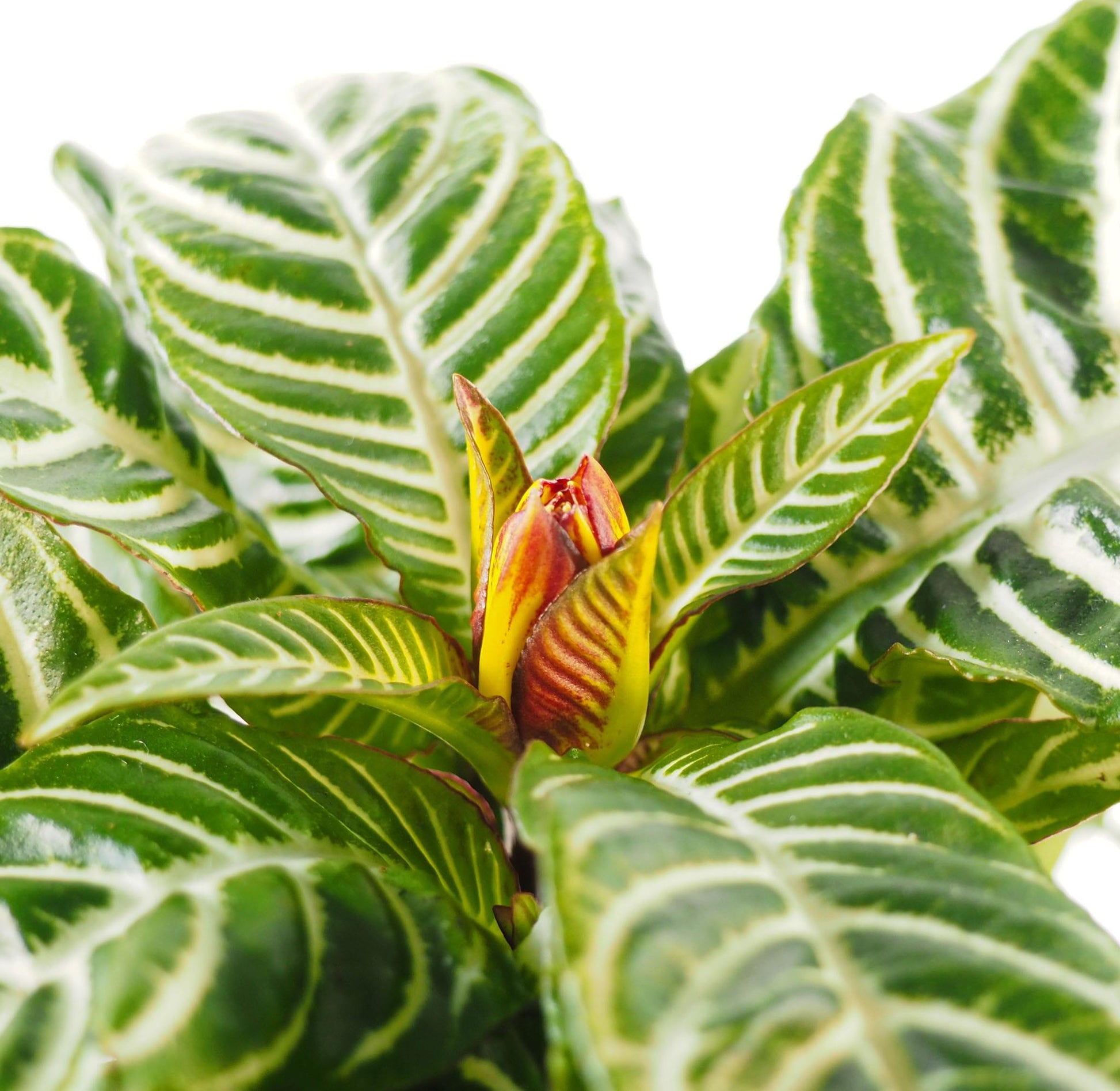Aphelandra Squarrosa Dania - View 17 from www redcrocus com