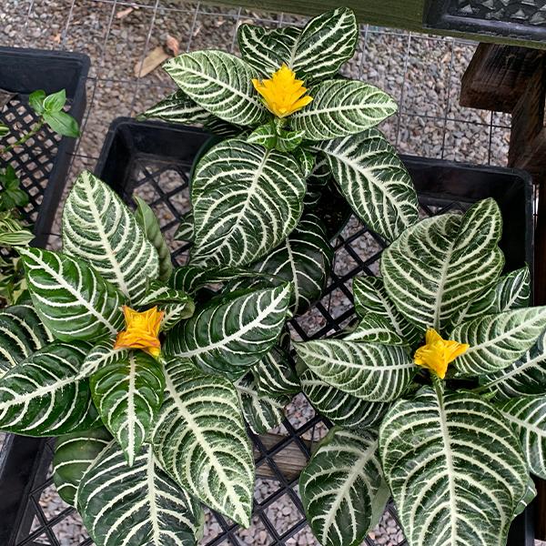 Aphelandra Squarrosa Dania - View 18 from www redcrocus com