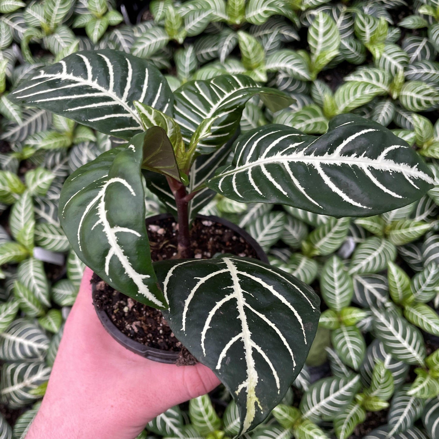 Aphelandra Squarrosa Dania - View 1 from www redcrocus com