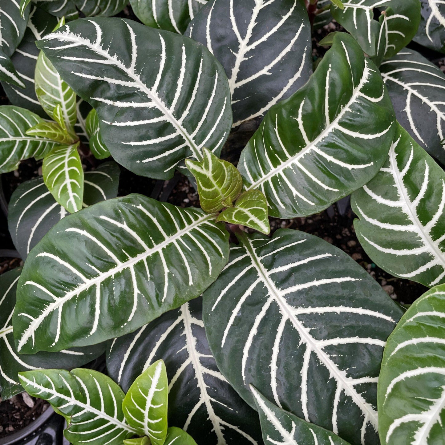 Aphelandra Squarrosa Dania - View 2 from www redcrocus com