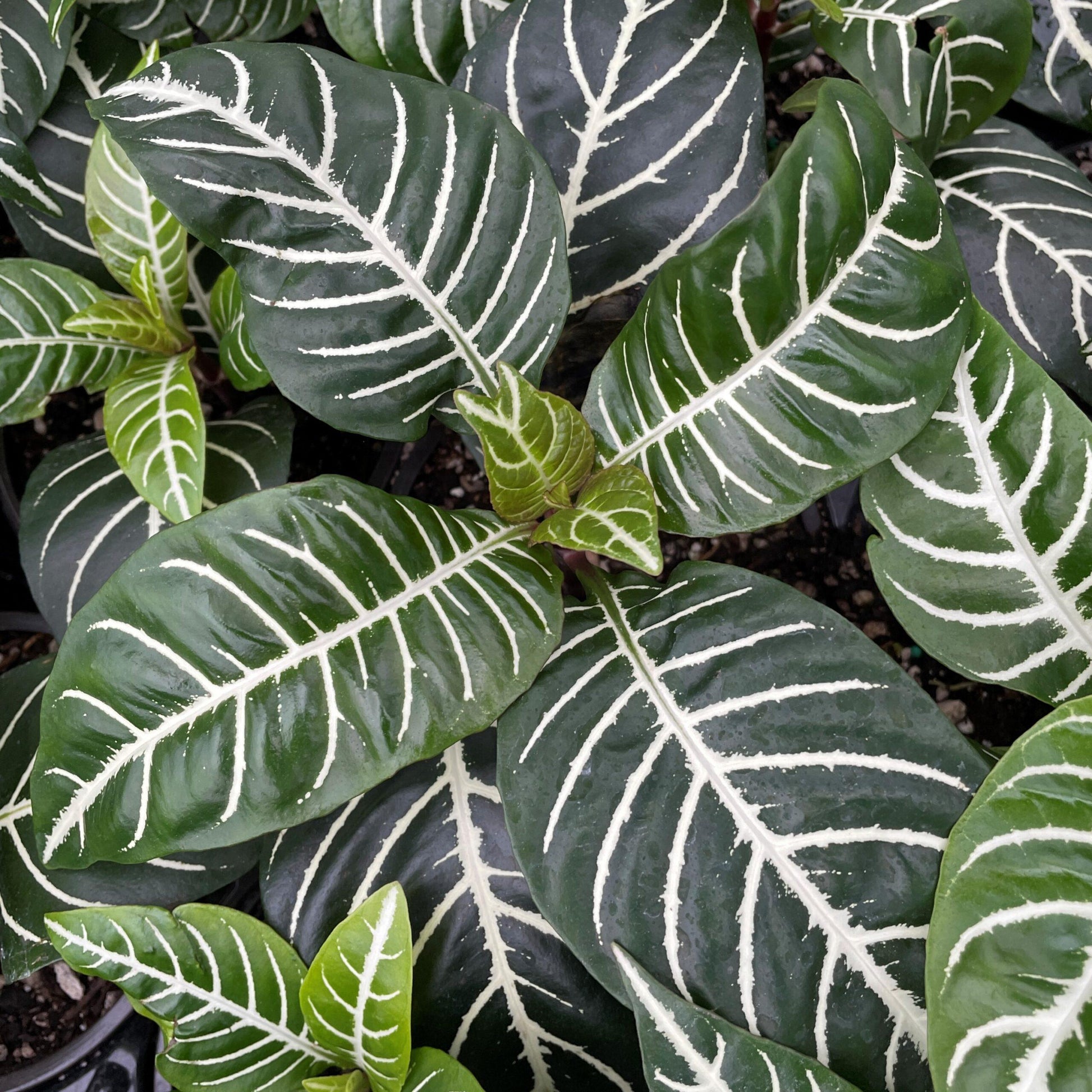 Aphelandra Squarrosa Dania - View 2 from www redcrocus com
