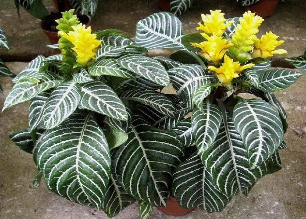 Aphelandra Squarrosa Dania - View 3 from www redcrocus com
