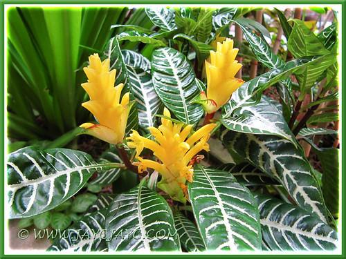 Aphelandra Squarrosa Dania - View 4 from www redcrocus com