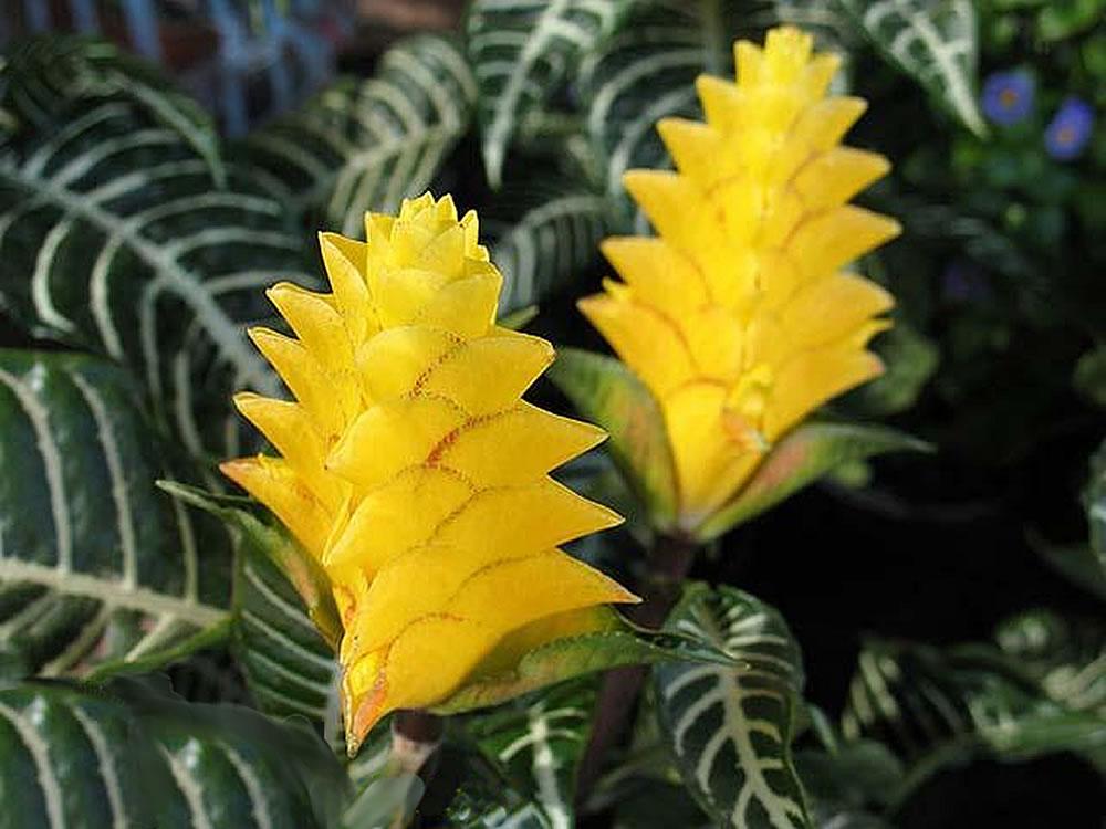 Aphelandra Squarrosa Dania - View 5 from www redcrocus com