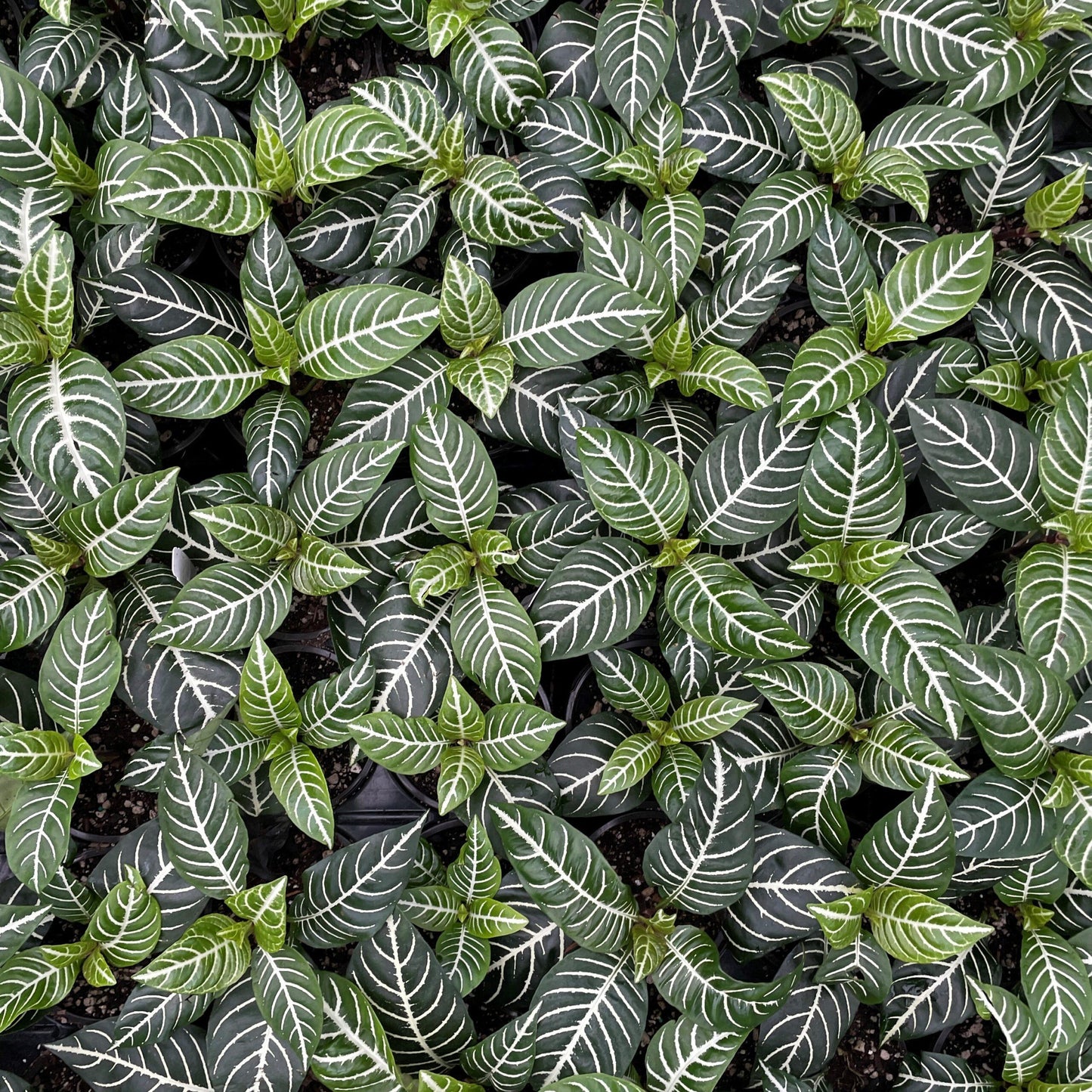 Aphelandra Squarrosa Dania - View 6 from www redcrocus com