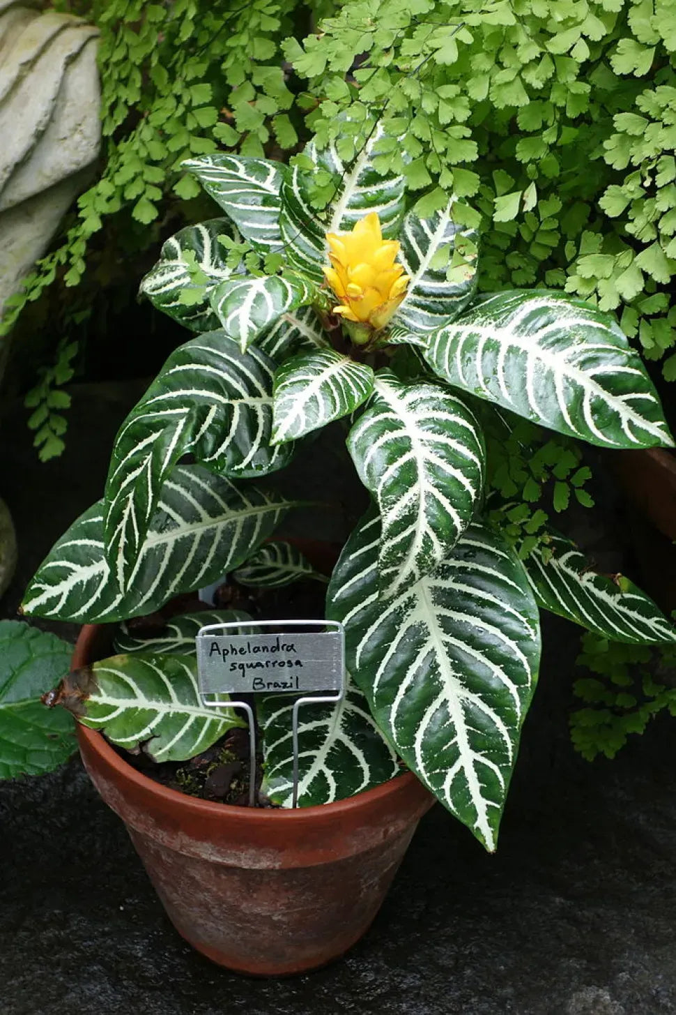 Aphelandra Squarrosa Dania - View 7 from www redcrocus com