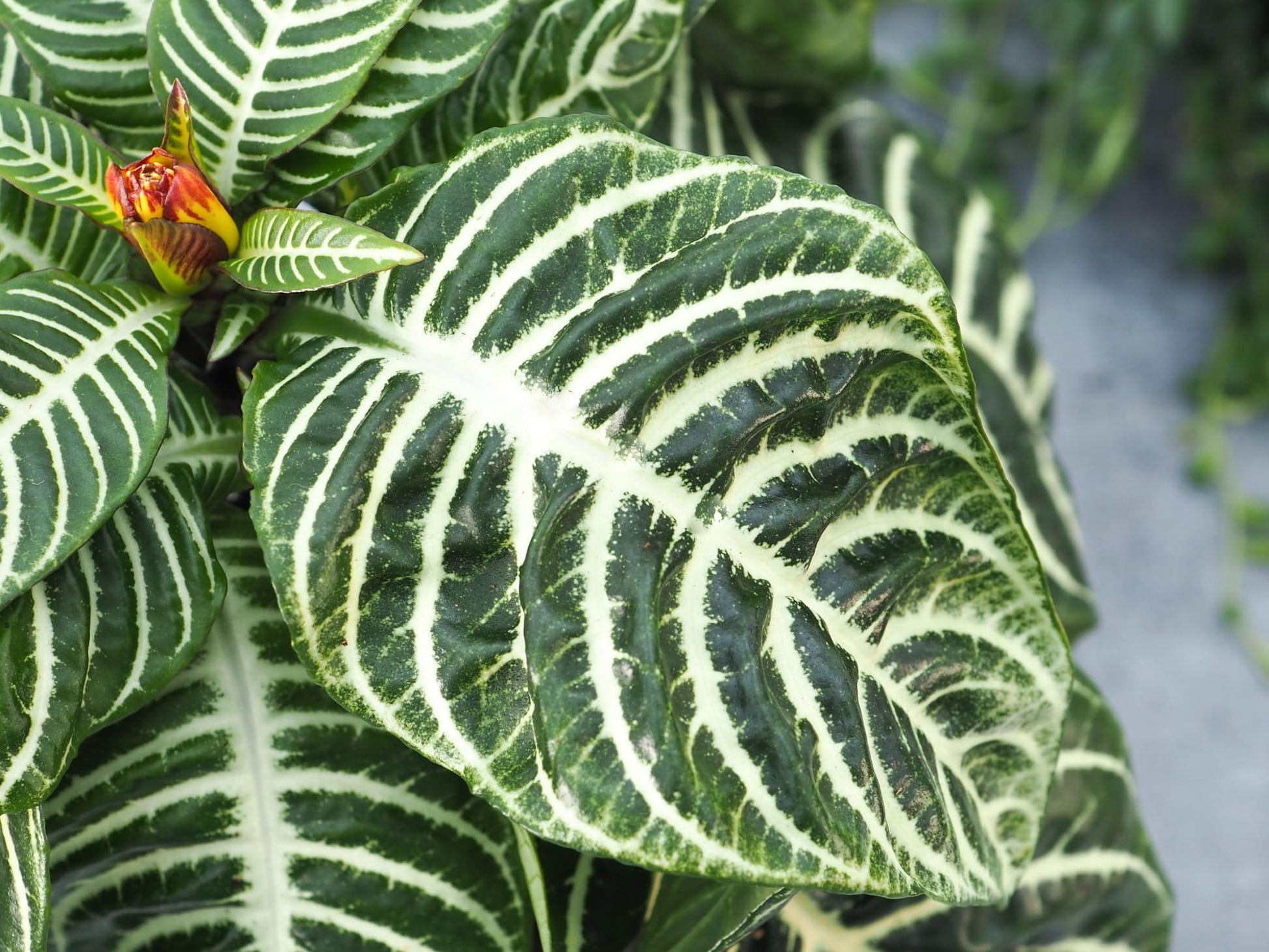 Aphelandra Squarrosa Dania - View 8 from www redcrocus com