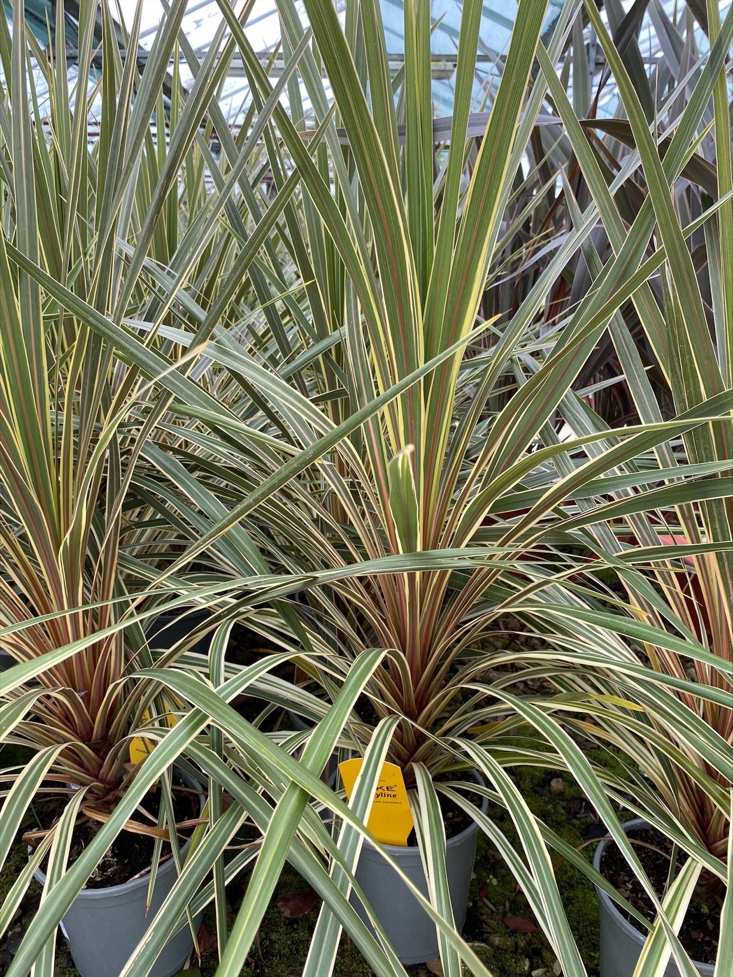 Cordyline Australis Torbay Dazzler - View 10 from www redcrocus com