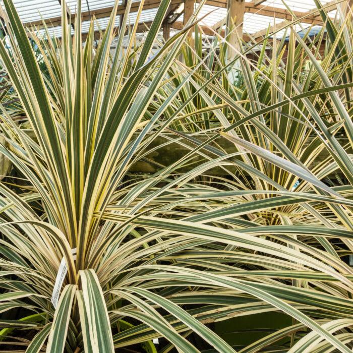 Cordyline Australis Torbay Dazzler - View 11 from www redcrocus com