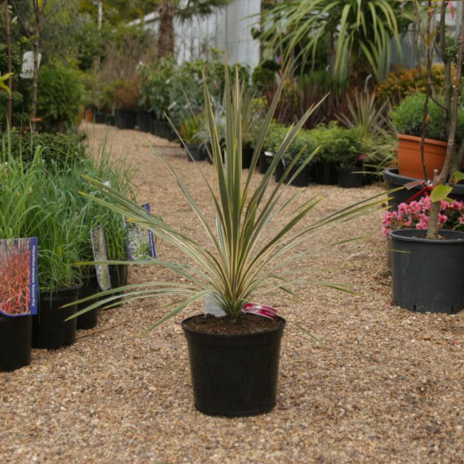 Cordyline Australis Torbay Dazzler - View 13 from www redcrocus com