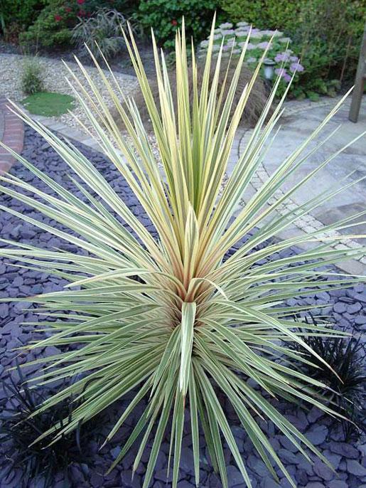Cordyline Australis Torbay Dazzler - View 14 from www redcrocus com