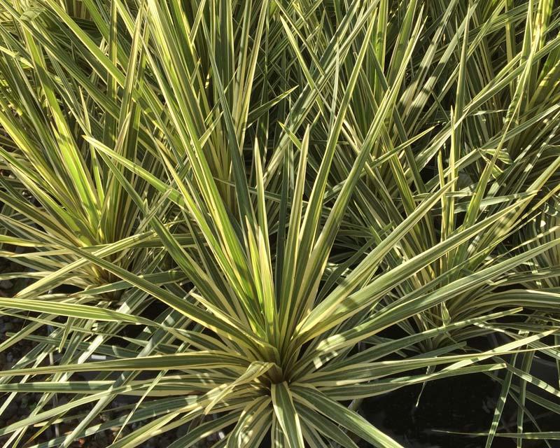 Cordyline Australis Torbay Dazzler - View 15 from www redcrocus com