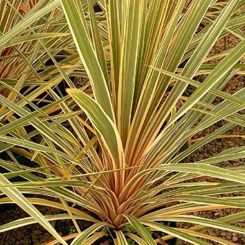 Cordyline Australis Torbay Dazzler - View 16 from www redcrocus com
