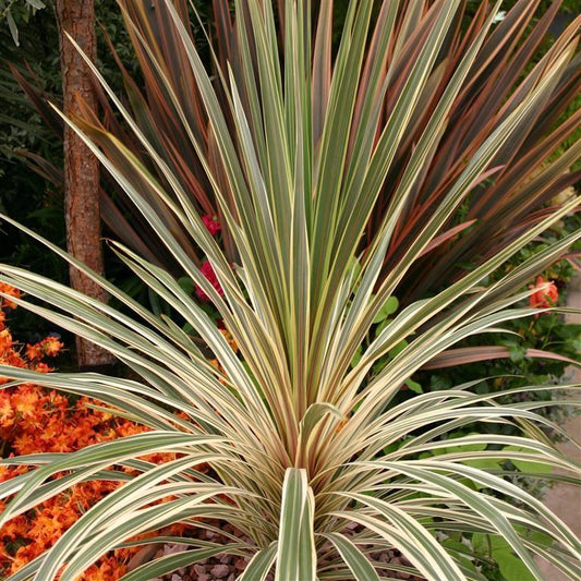 Cordyline Australis Torbay Dazzler - View 1 from www redcrocus com