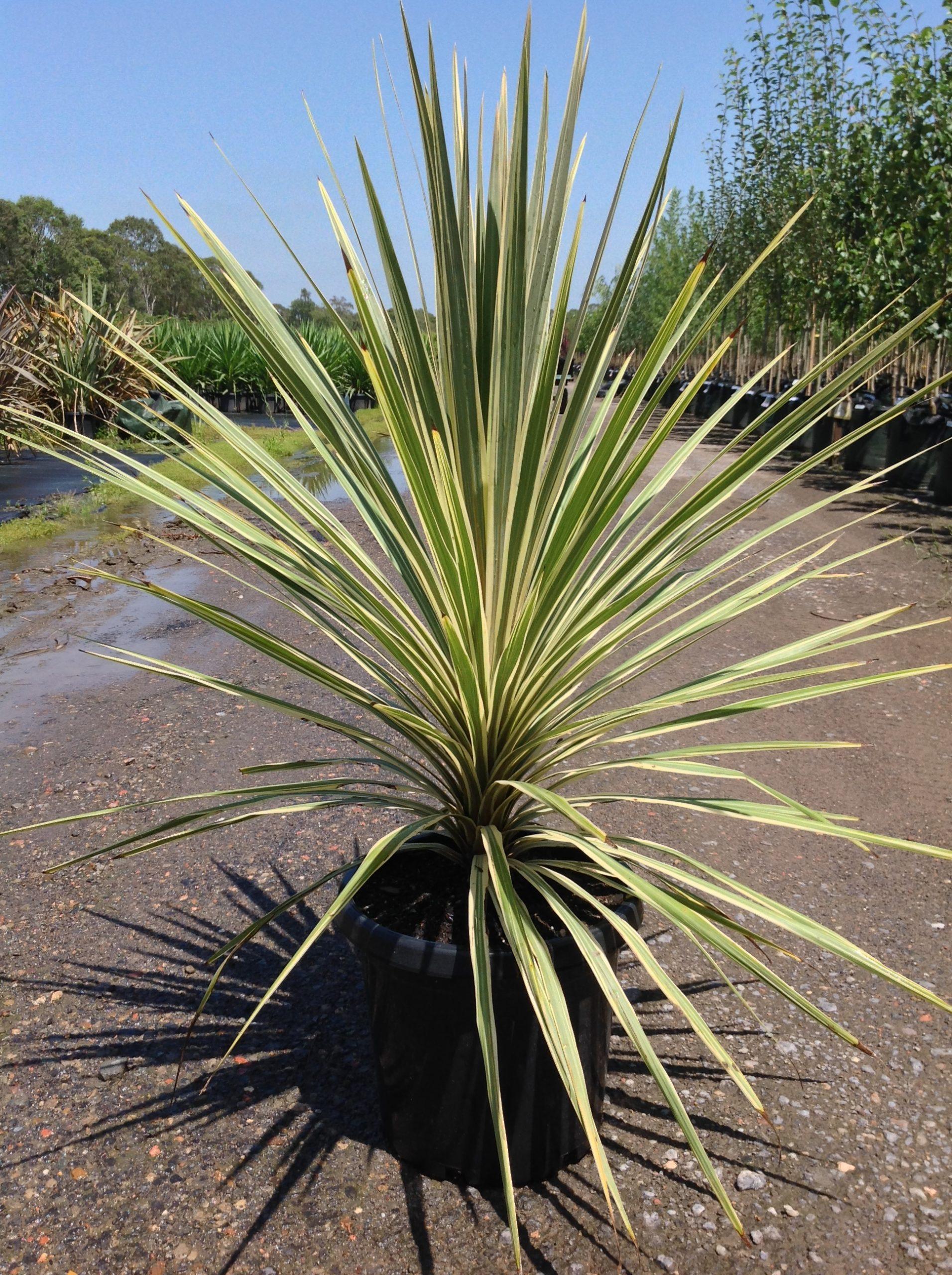 Cordyline Australis Torbay Dazzler - View 2 from www redcrocus com