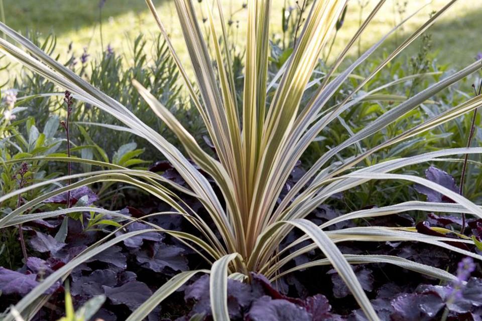 Cordyline Australis Torbay Dazzler - View 3 from www redcrocus com