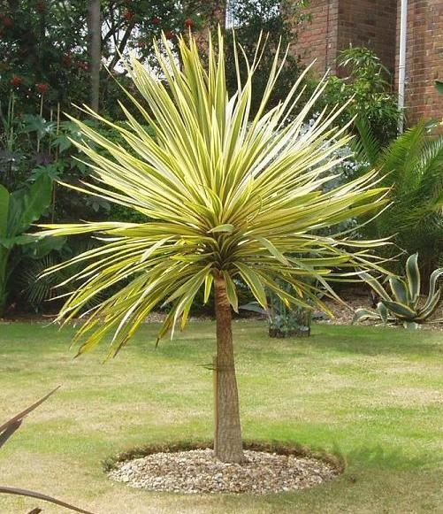 Cordyline Australis Torbay Dazzler - View 5 from www redcrocus com