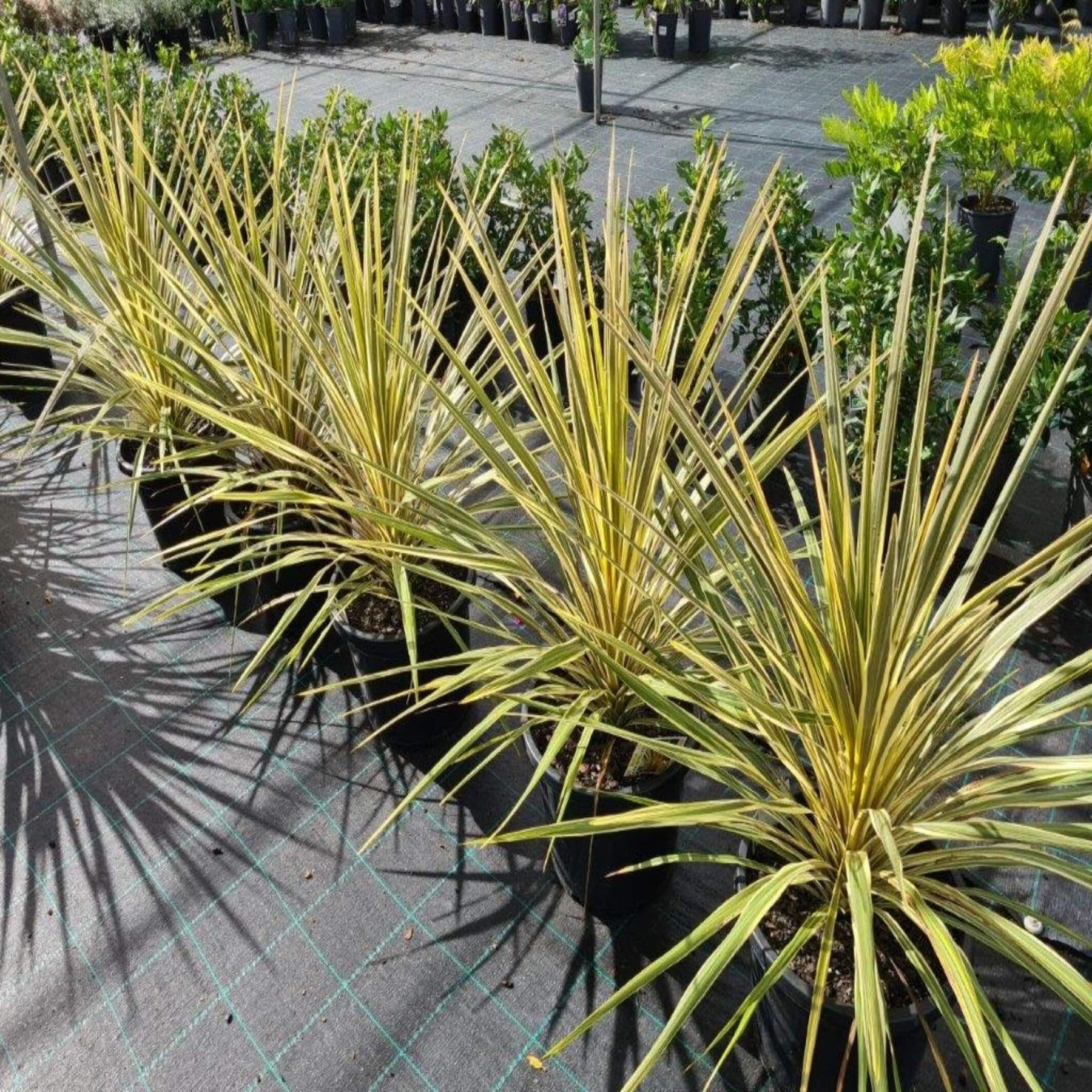 Cordyline Australis Torbay Dazzler - View 6 from www redcrocus com