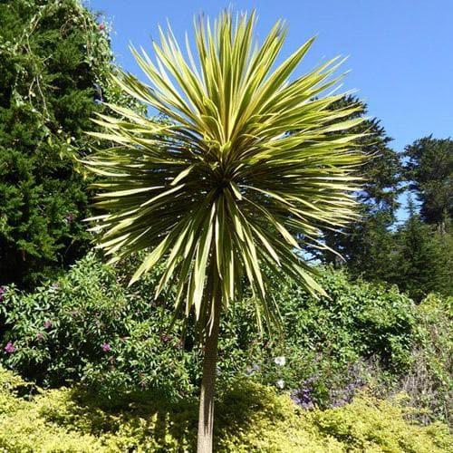 Cordyline Australis Torbay Dazzler - View 7 from www redcrocus com