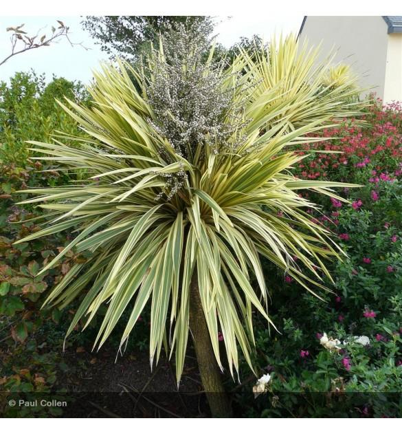 Cordyline Australis Torbay Dazzler - View 8 from www redcrocus com