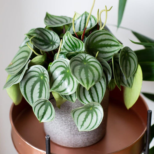Peperomia Argyreia 'watermelon' - View 1 from www redcrocus com