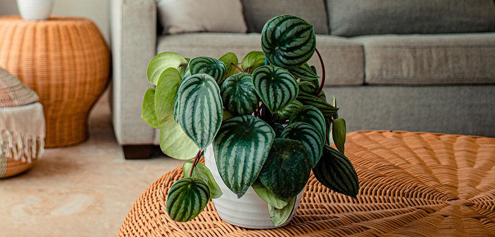 Peperomia Argyreia 'watermelon' - View 2 from www redcrocus com