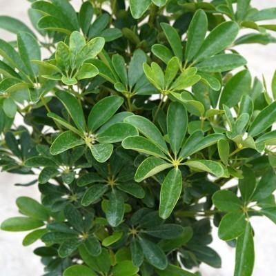 Schefflera Arboricola Standard Braid - View 10 from www redcrocus com