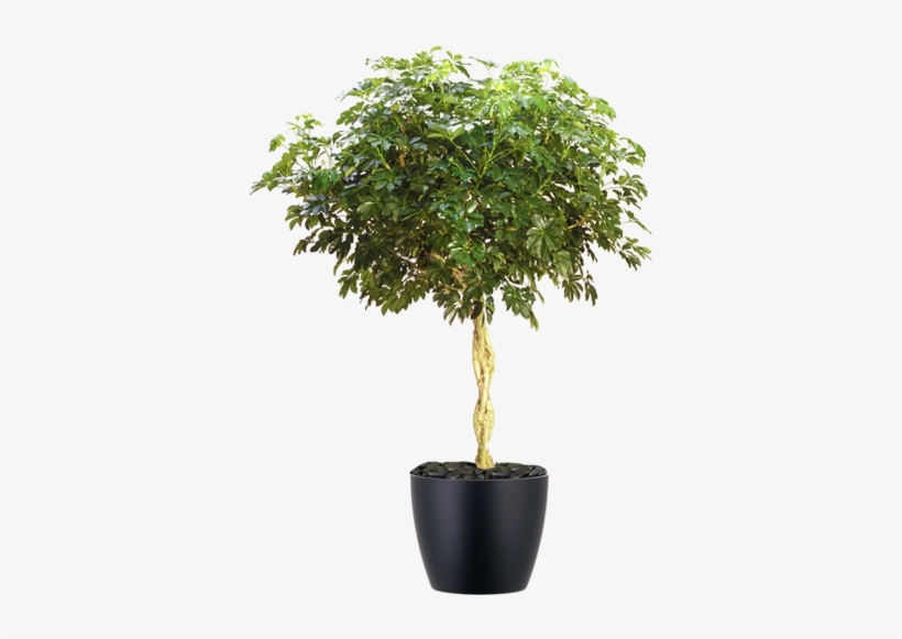 Schefflera Arboricola Standard Braid - View 10 from www redcrocus com