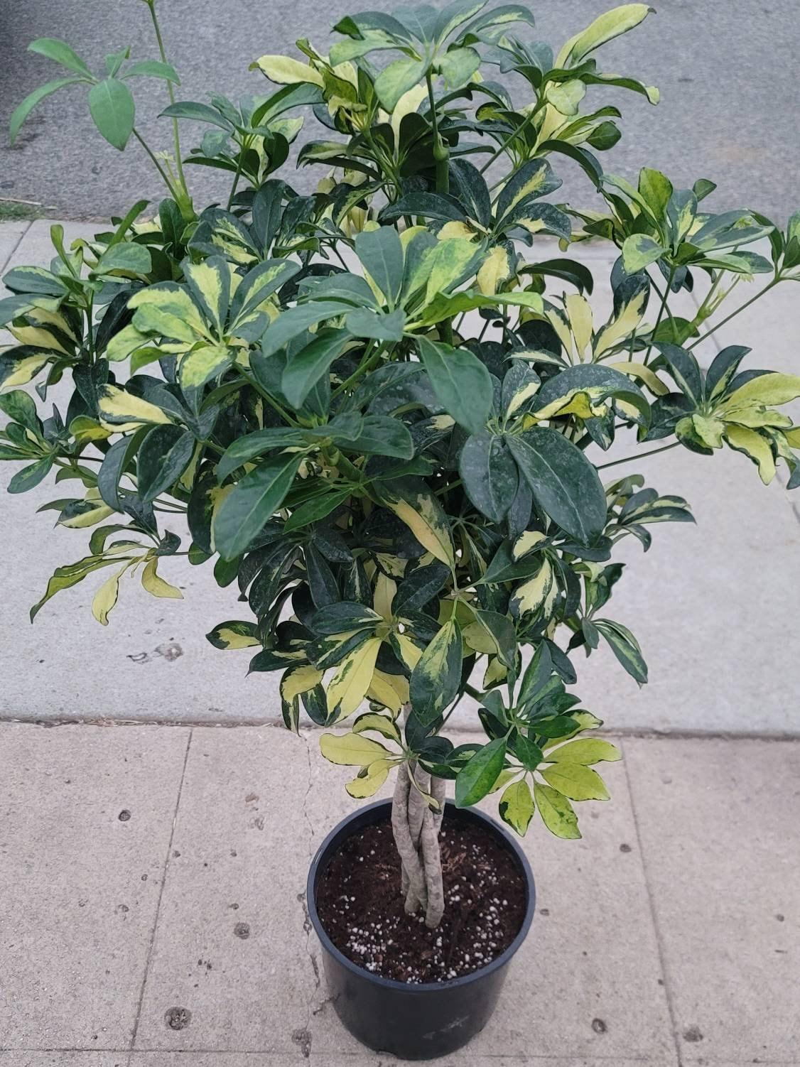 Schefflera Arboricola Standard Braid - View 11 from www redcrocus com