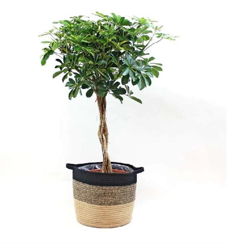 Schefflera Arboricola Standard Braid - View 12 from www redcrocus com