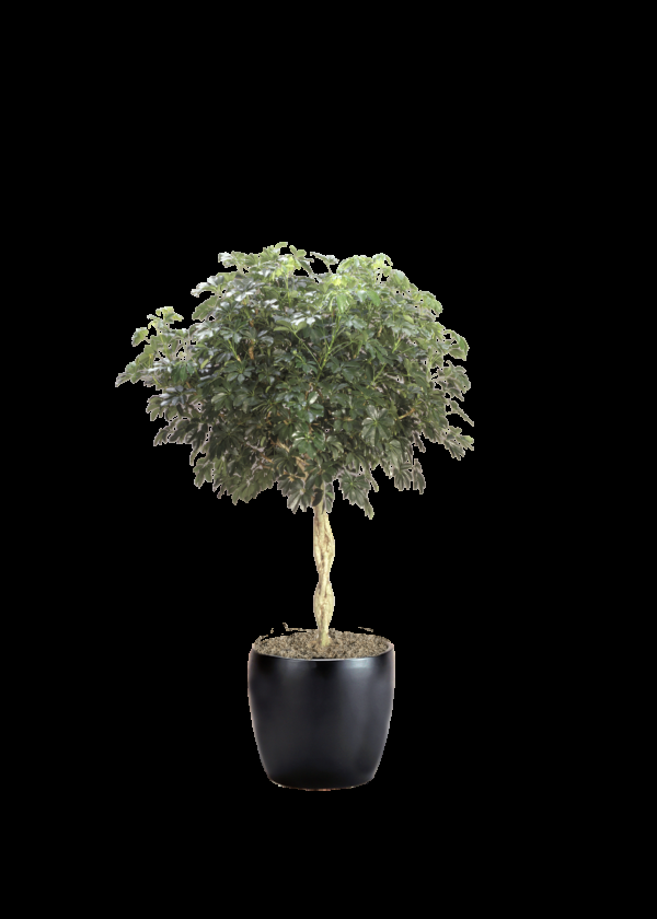 Schefflera Arboricola Standard Braid - View 2 from www redcrocus com