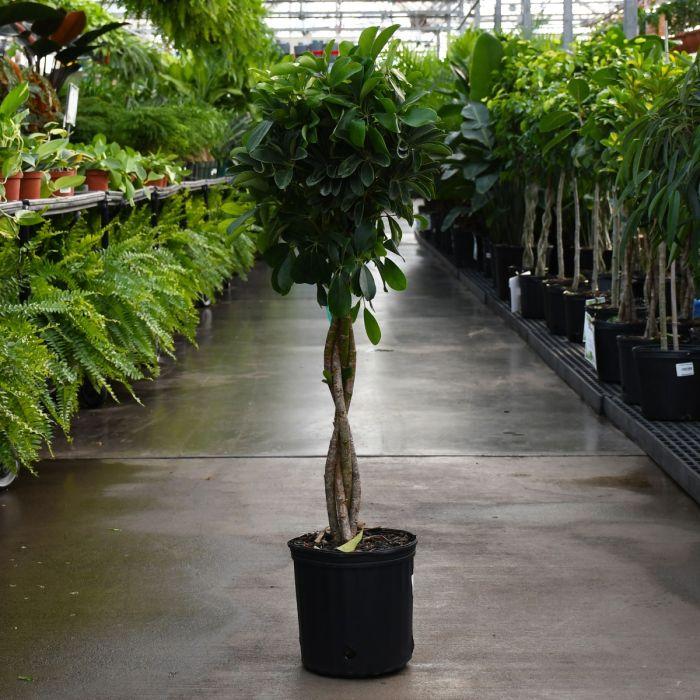 Schefflera Arboricola Standard Braid - View 2 from www redcrocus com