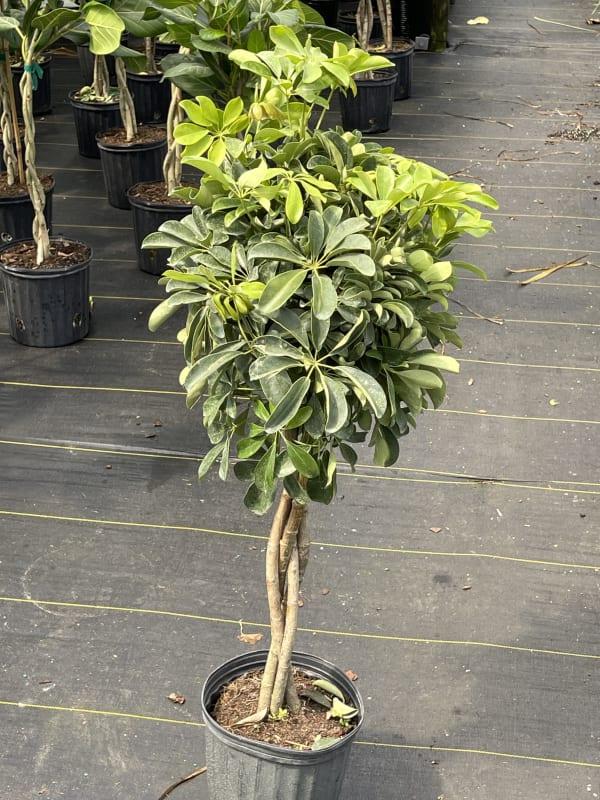 Schefflera Arboricola Standard Braid - View 5 from www redcrocus com