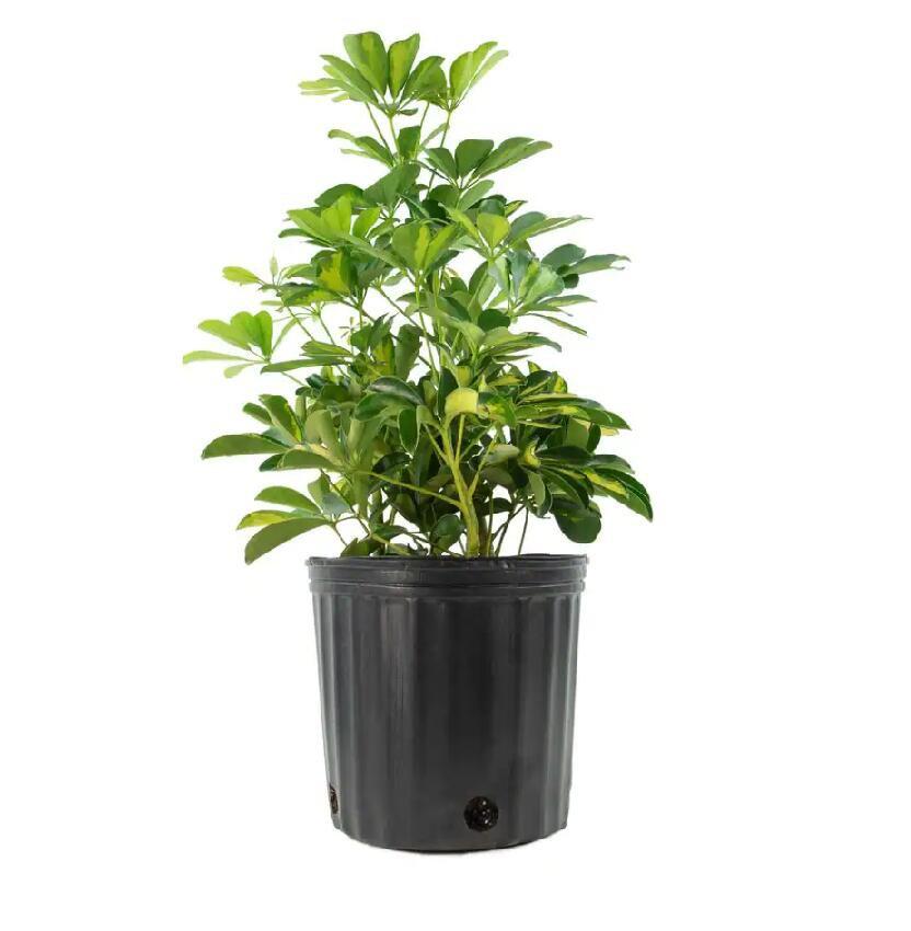 Schefflera Arboricola Standard Braid - View 7 from www redcrocus com