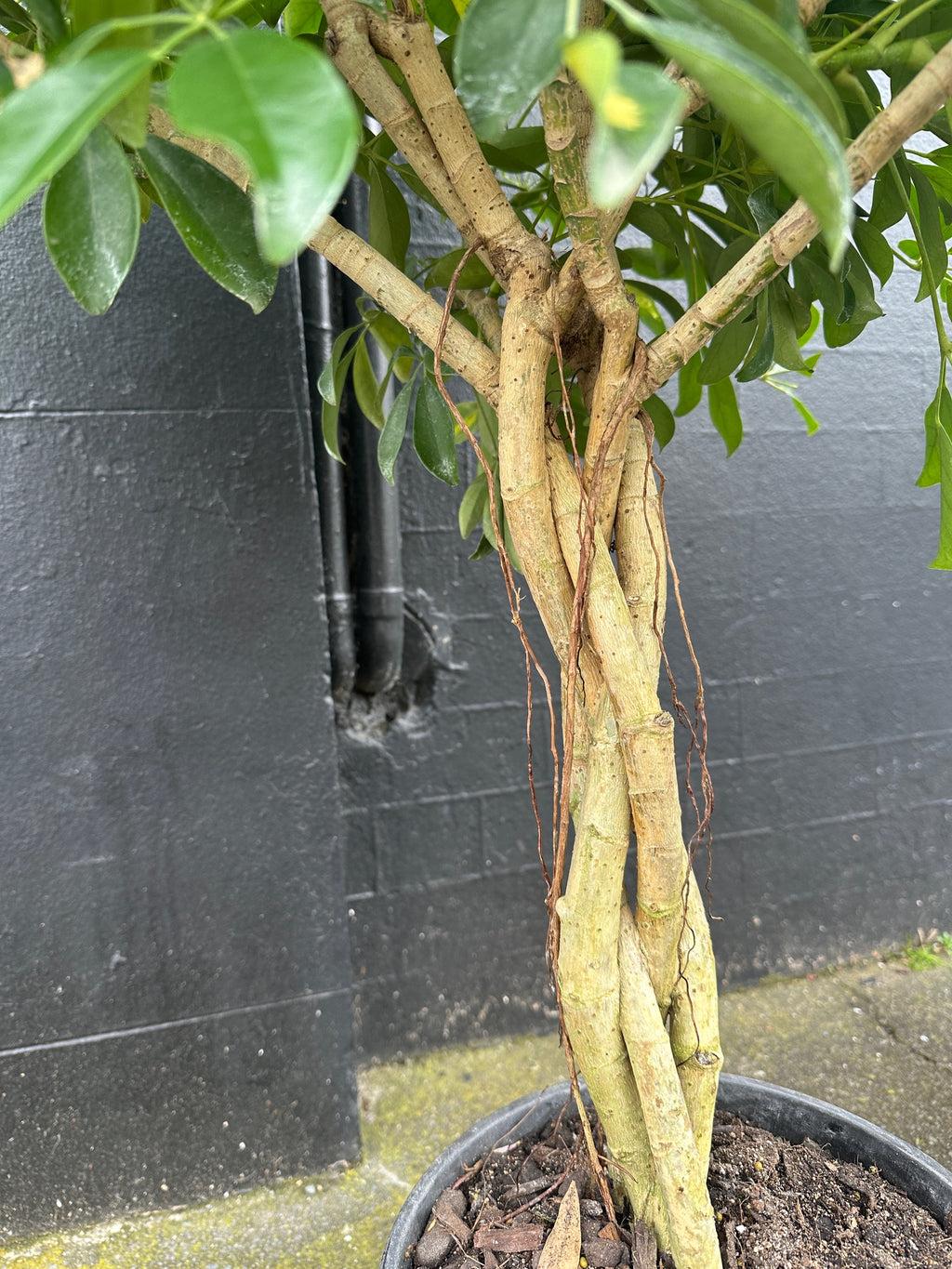 Schefflera Arboricola Standard Braid - View 9 from www redcrocus com