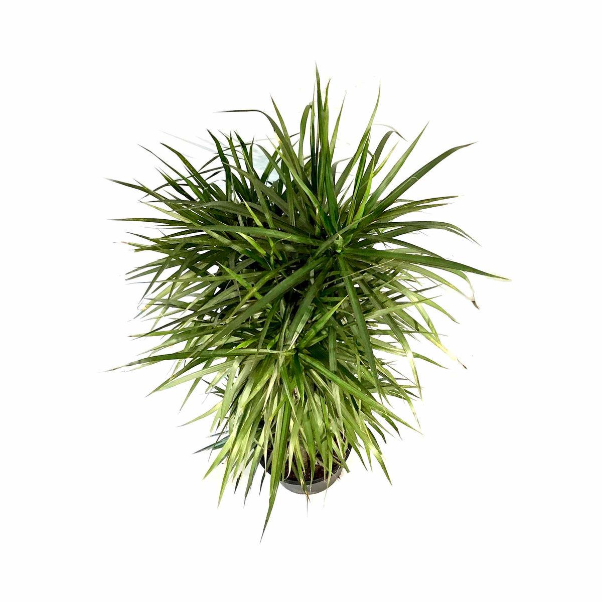 Dracaena Marginata Cutback Staggered - View 10 from www redcrocus com