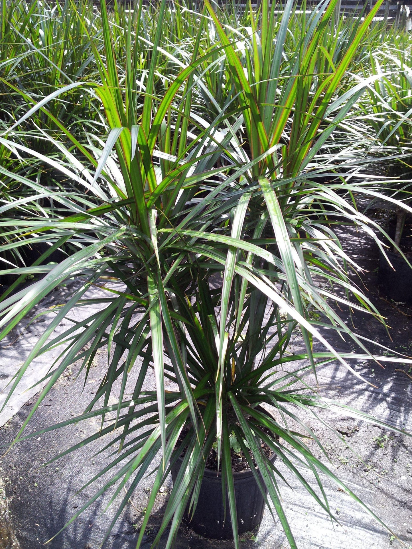 Dracaena Marginata Cutback Staggered - View 11 from www redcrocus com