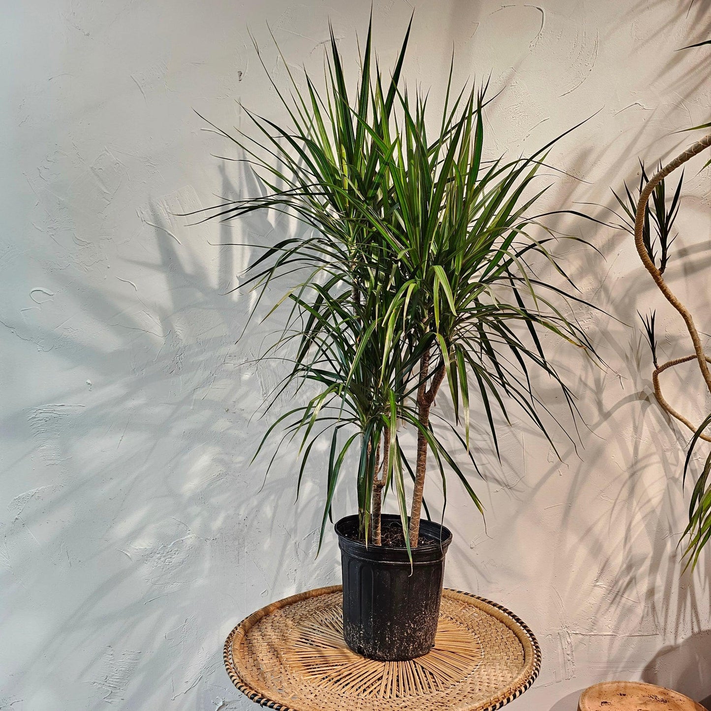 Dracaena Marginata Cutback Staggered - View 12 from www redcrocus com