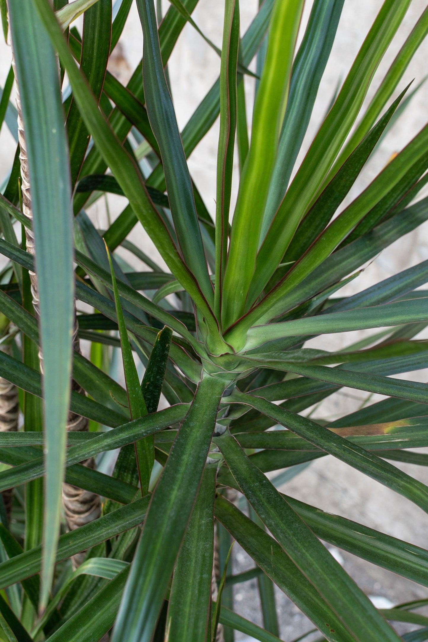 Dracaena Marginata Cutback Staggered - View 13 from www redcrocus com