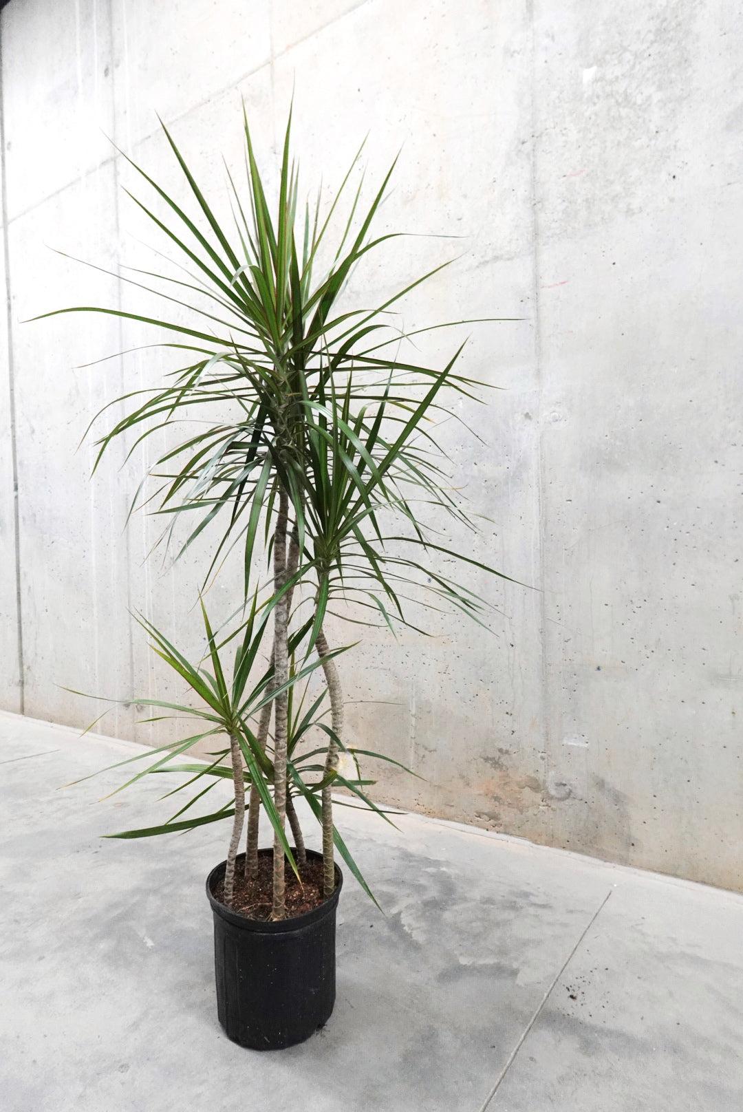 Dracaena Marginata Cutback Staggered - View 18 from www redcrocus com
