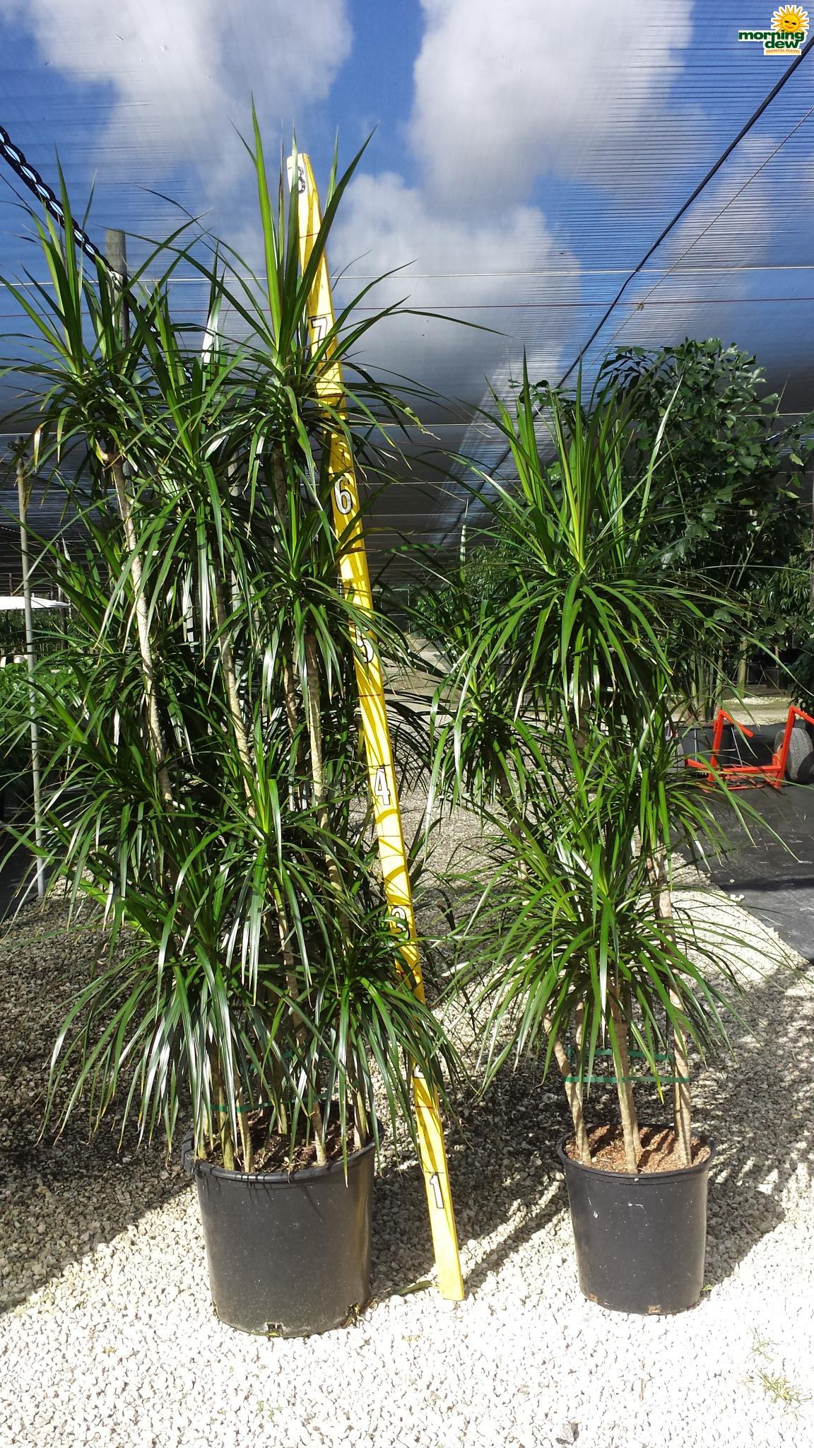 Dracaena Marginata Cutback Staggered - View 1 from www redcrocus com