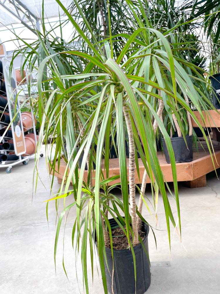 Dracaena Marginata Cutback Staggered - View 2 from www redcrocus com