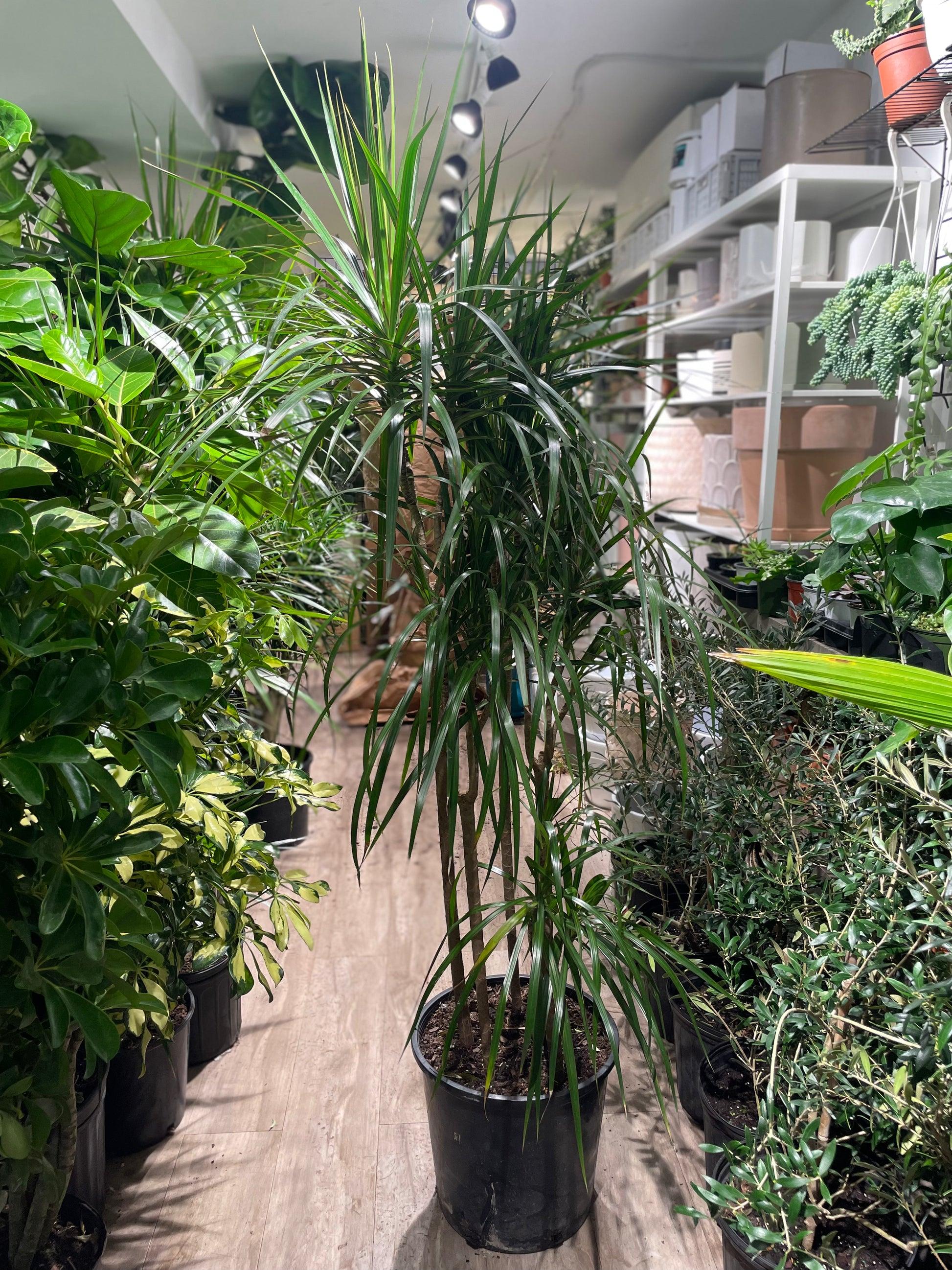 Dracaena Marginata Cutback Staggered - View 3 from www redcrocus com