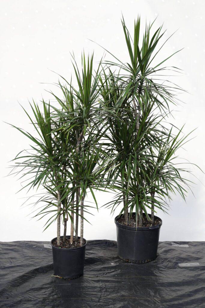 Dracaena Marginata Cutback Staggered - View 5 from www redcrocus com